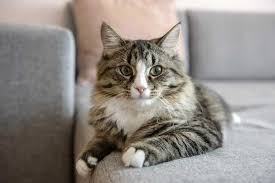 What do indoor cats do all day?