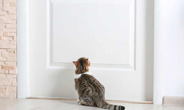 Should you leave cats outside?