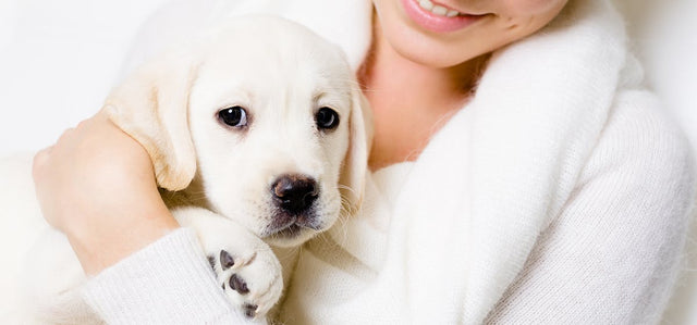 Can dogs tell if you don't like them?