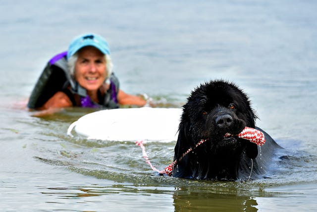 How do dogs save lives?