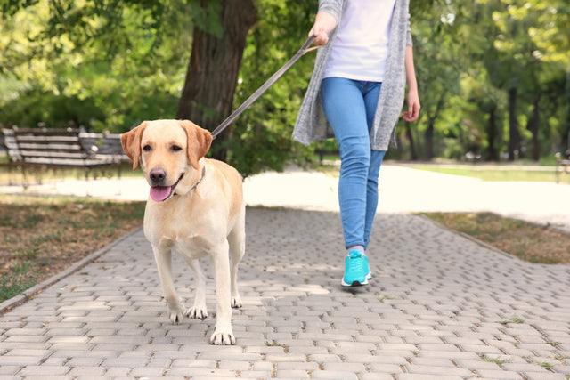 How many walks a day for a dog?