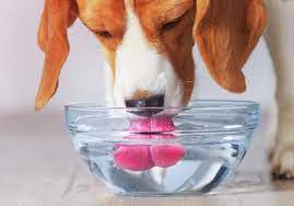 How do dogs drink water?
