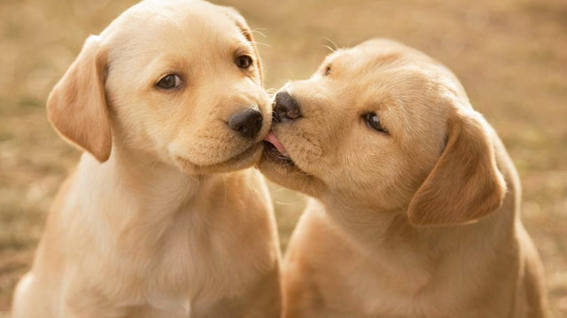 Do dogs fall in love?