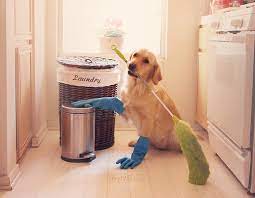 Can dogs do housework?
