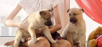 When a dog is jealous?