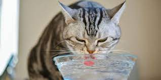 How do cats drink water?