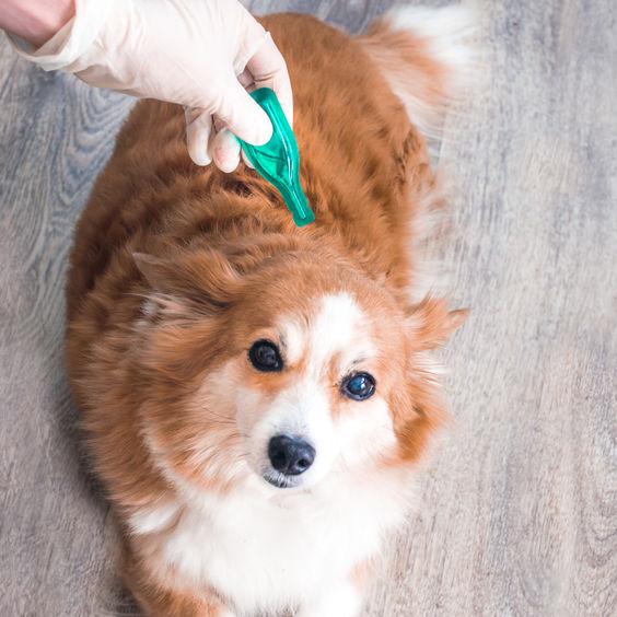 How often should I worm and flea my dog?