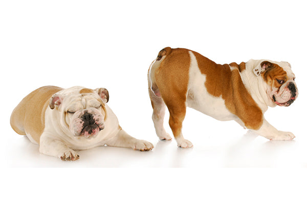 Why do dogs fart?