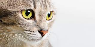 Should cats nose be wet or dry?