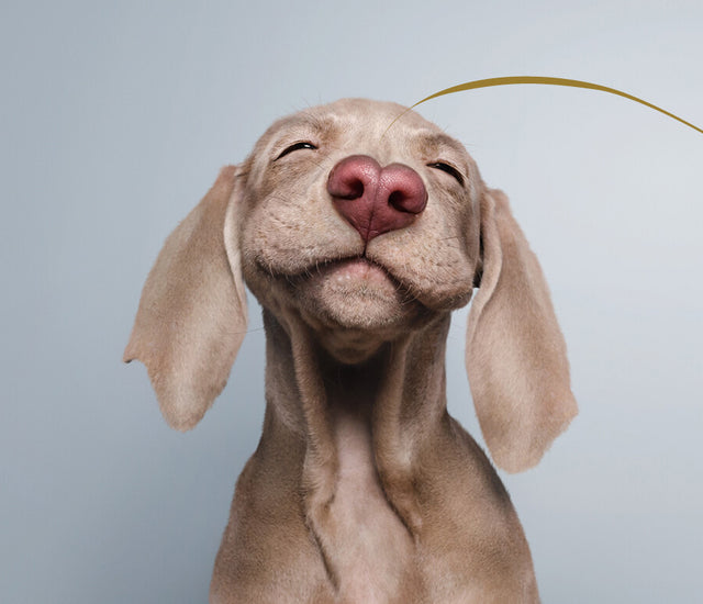 Tips to choose the RIGHT Pet Food & Treats