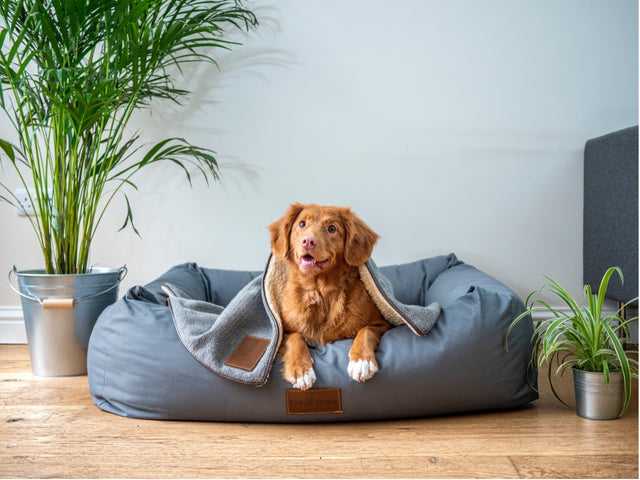What's Trending Now In the Pet Industry?