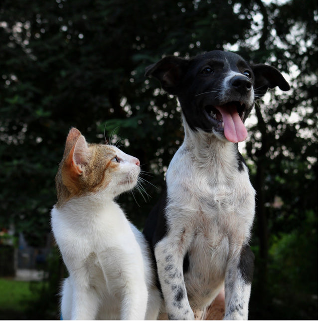 Dental Care For Cats and Dogs