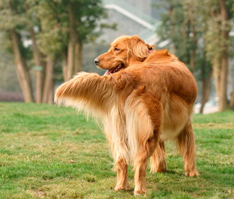 How do you read a dog's body language?