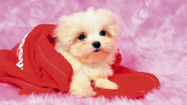 Why are dogs so cute?