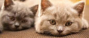 Do cats have a teenage phase?