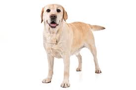 What is a good reason to get a dog?