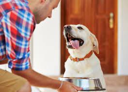 What is the best thing to feed an old dog?
