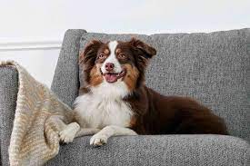 At what age are dogs most energetic?