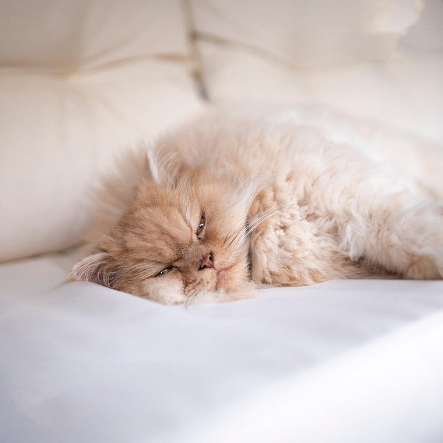 How much should my cat sleep?
