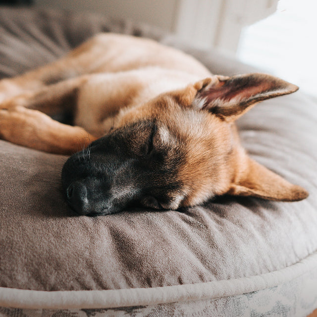 How long does the dog rest in a day