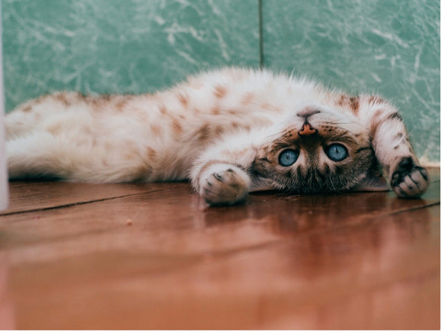 Everything About Cat Vomiting