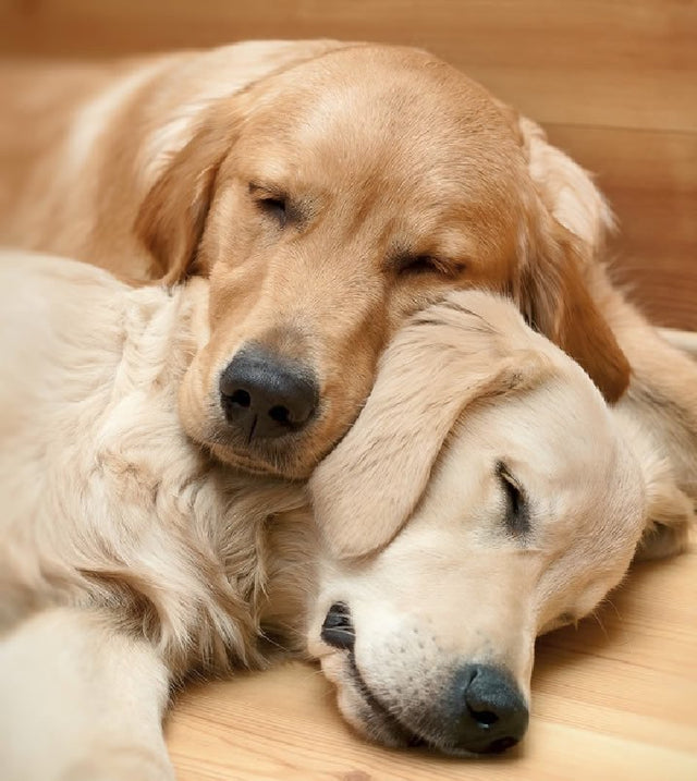 Do dogs miss their siblings?