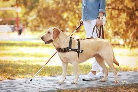 Why are dogs so important to us?