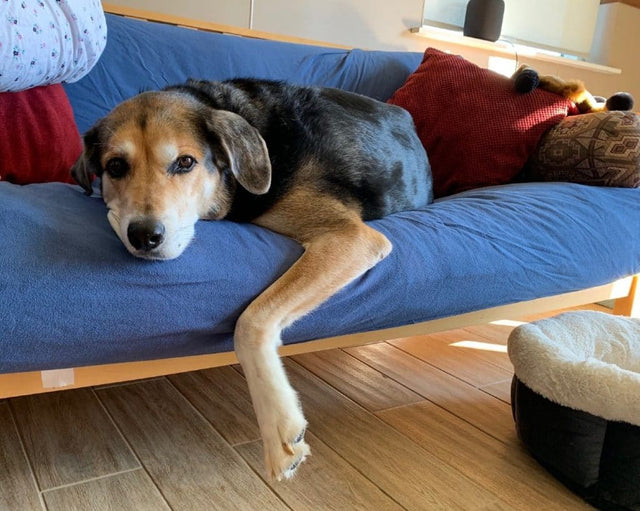 How do you settle a puppy?