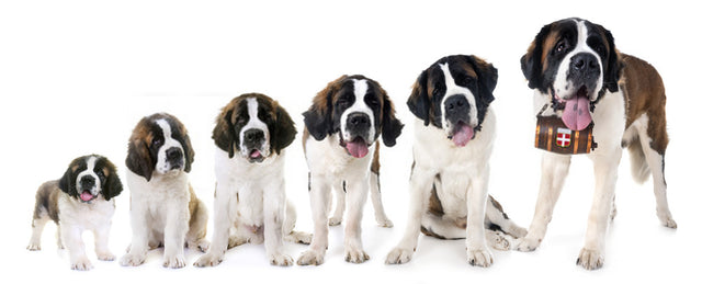 How dogs change as they grow?