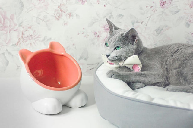 What kind of bowl should I use for my cat?