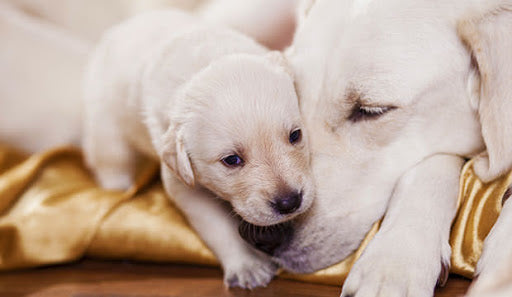 Do dogs miss their parents?