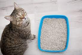How often should I change cat litter?
