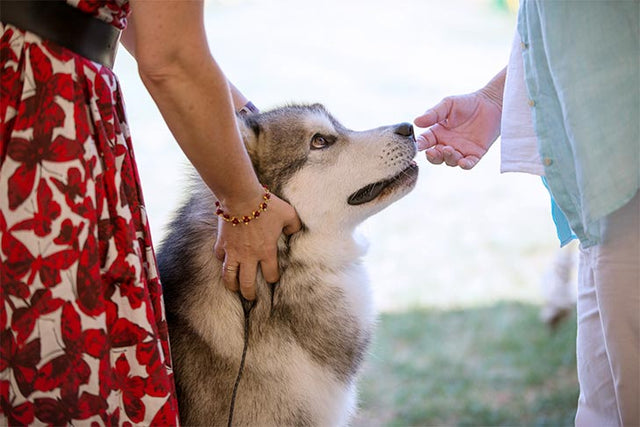 What does it mean to socialize a dog?