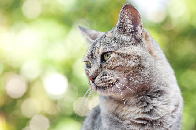 A Guide to a Happy Pet