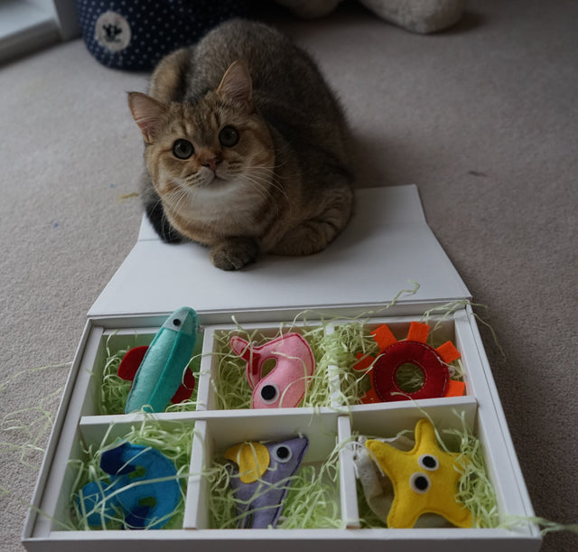 What is the best toy for a cat?