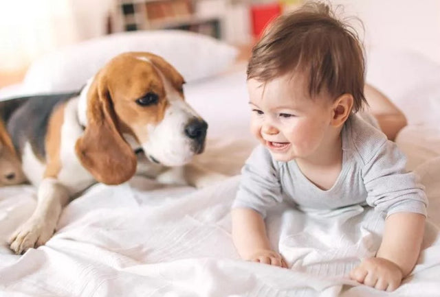 Should a child grow up with a dog?