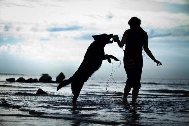 How To Make Smarter Choices For Your Pets Health?