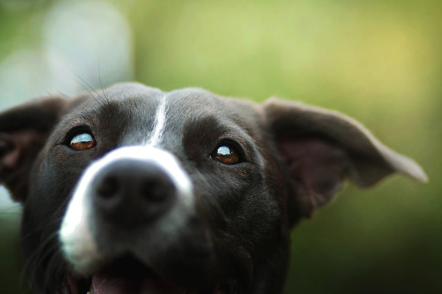 Fun Ways To Celebrate Holidays With Your Pet