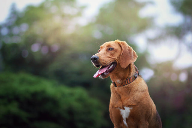 How can I stop my dog from losing hair naturally?
