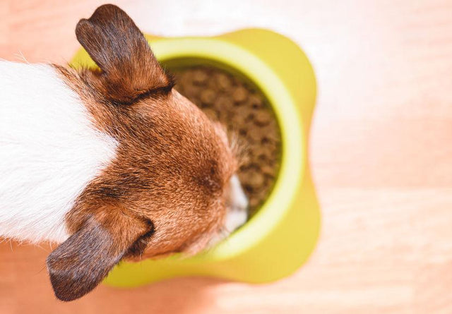 What is dry dog food