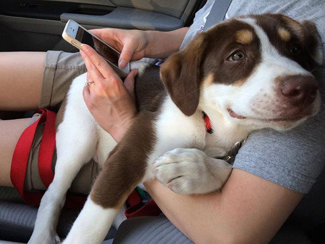 Do dogs have a favorite person?