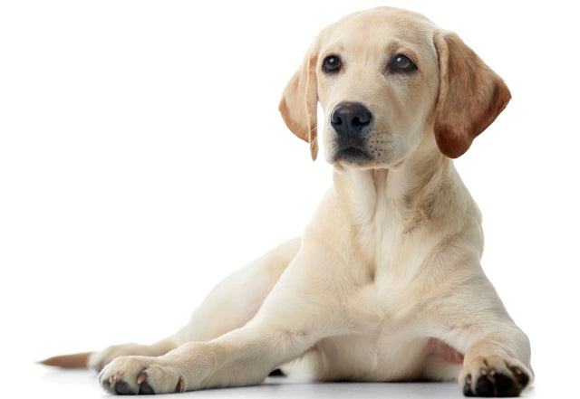 Are dogs emotionally intelligent?