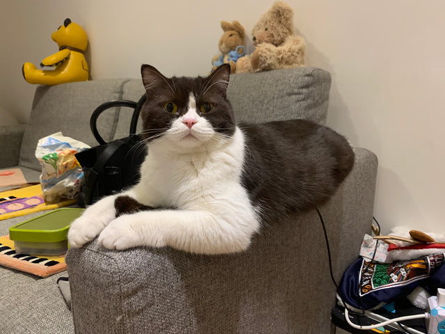 What do cats do in their daily life?