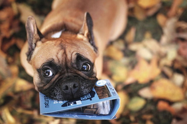 What treatments do dogs need?
