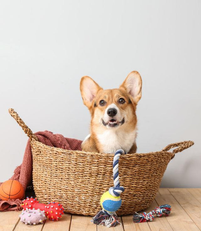 TOYS FOR DOG