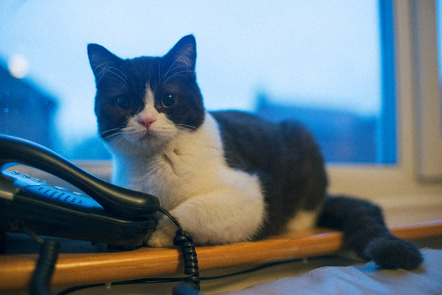 What do cats enjoy doing?