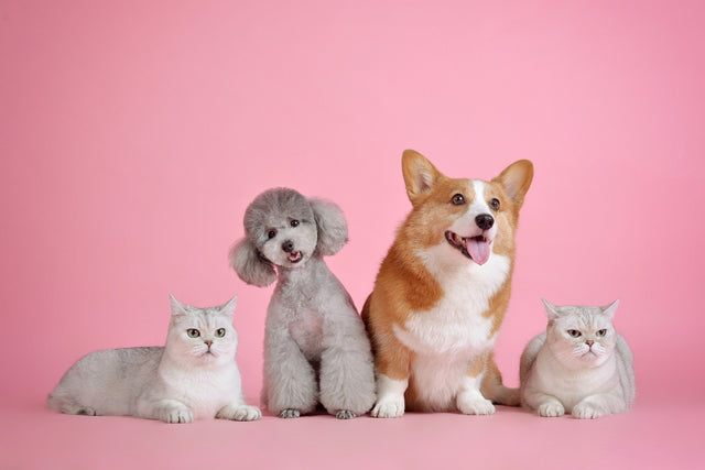 How to Live with Multiple Pets and Keep the Control