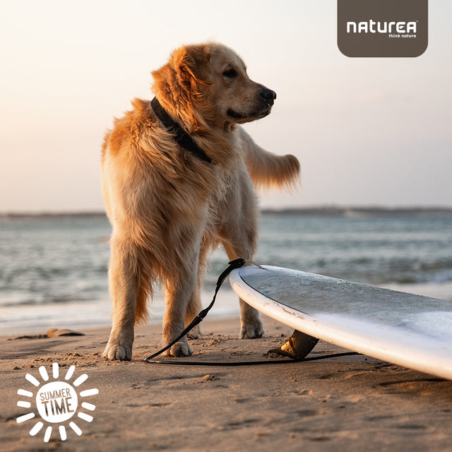 Is it good to take dogs for walks?