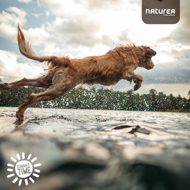 What is a dogs favorite thing to do?