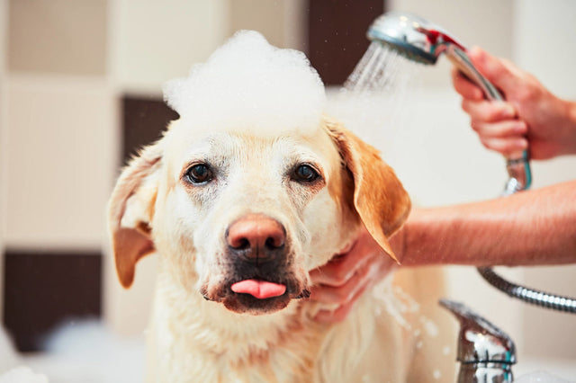 Everything You Need to Know About Dog Grooming